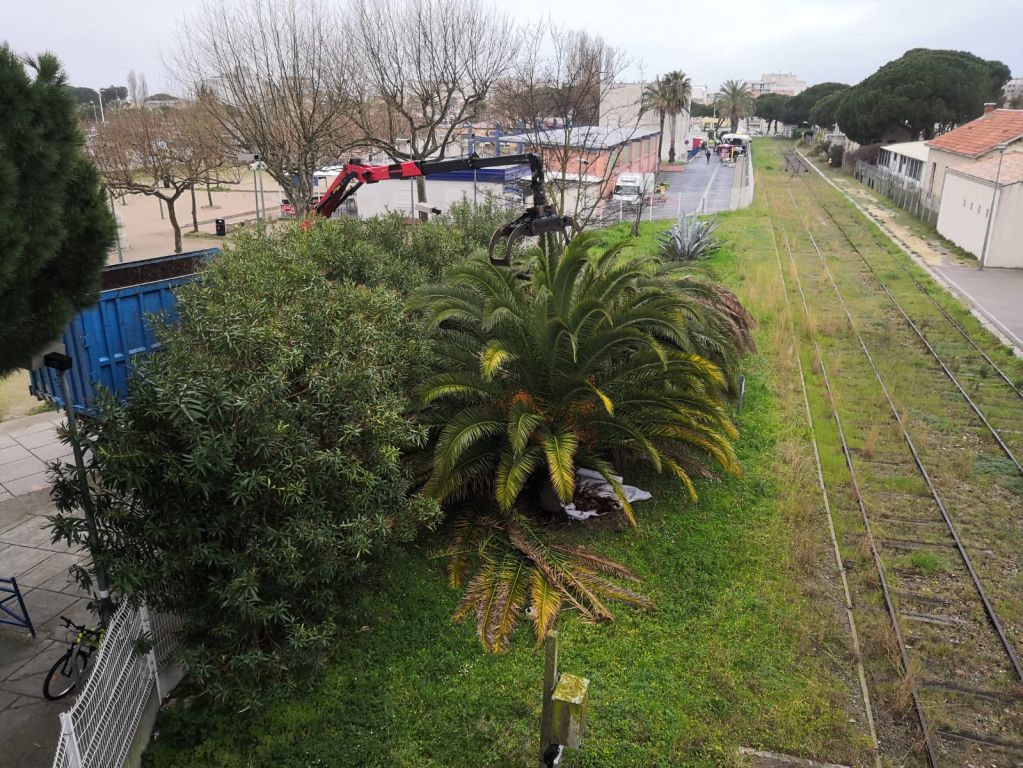 Montpellier - Grau du roi - abattage palmier malade avant .jpeg